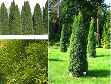 White Cedar Seeds (Thuja occidentalis) for long-term planting in the yard