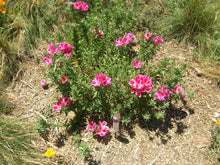 Clarkia Catley Seeds for a lasting display in the Flower Bed & Urban Garden