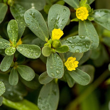 Purslane Ground Cover for planting
