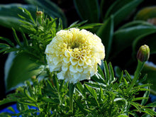 Marigold Seeds for reliable seasonal color