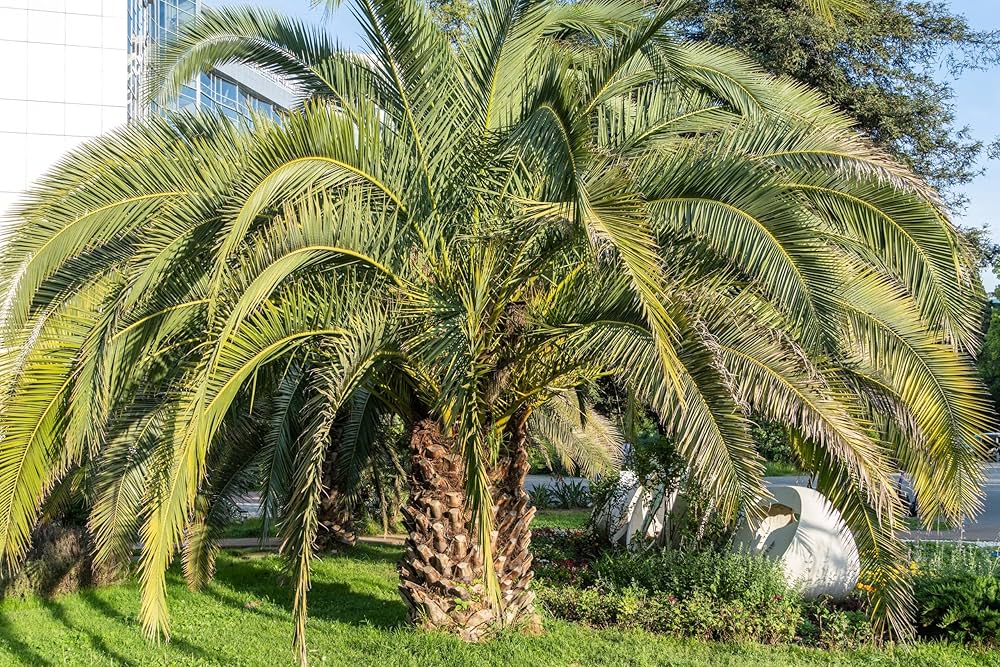 Palm Tree for planting