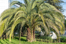 Palm Tree for planting