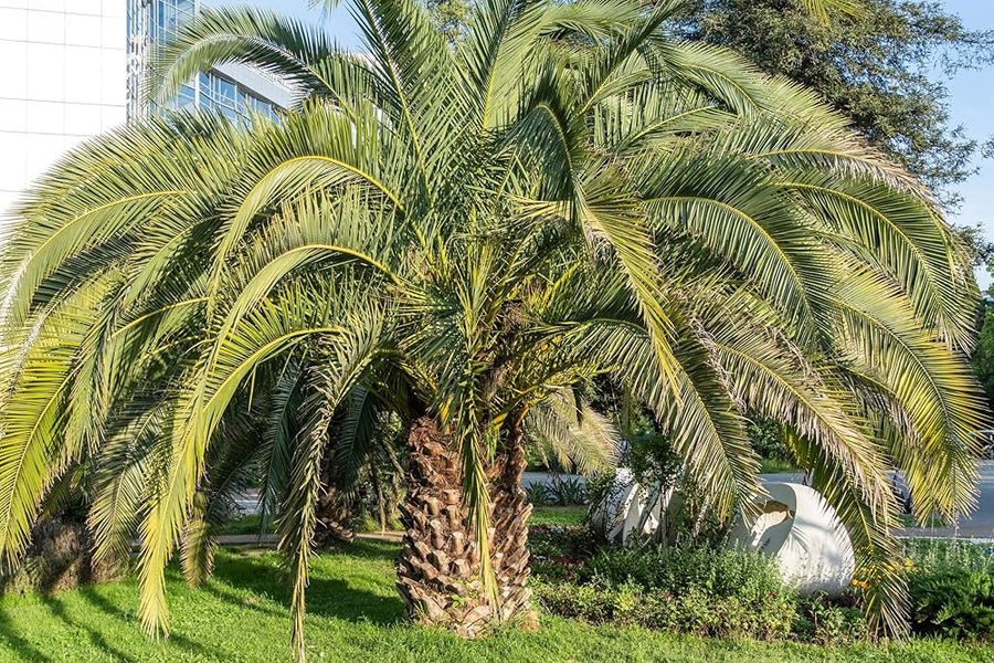 Palm Tree for planting