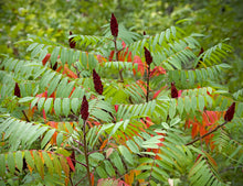 Sumac Seeds (Rhus trilobata) for seasonal color across the Landscape