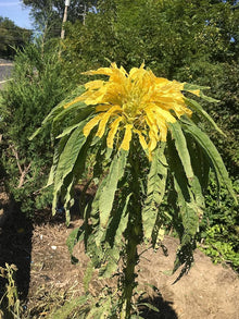 Amaranthus Amaranthus Tricolor Joseph's Coat Yellow Leaf Seeds for colorful blooms in the Garden Beds