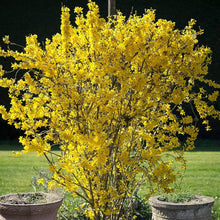Forsythia Seeds (Forsythia spp.) for growers filling out the early spring gardens and hedges