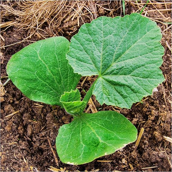 Pumpkin Decorations for planting in home garden.