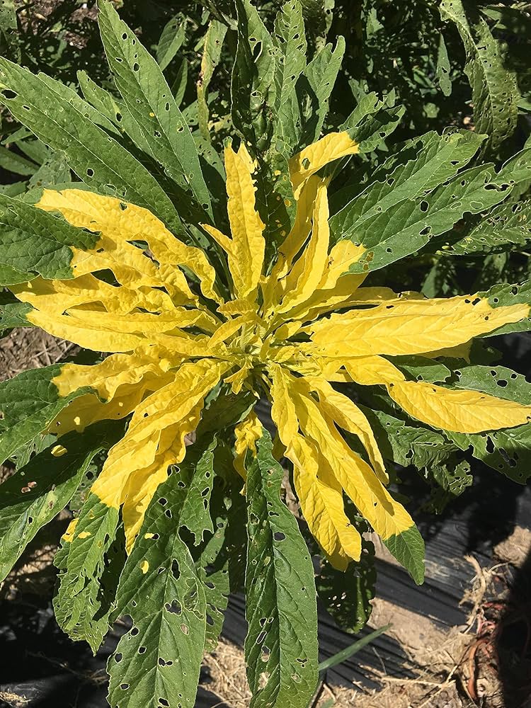 Amaranthus Amaranthus Tricolor Joseph's Coat Yellow Leaf Seeds for Planting – Ornamental Foliage for Garden Beds