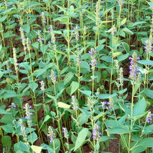 Green coat Seeds for reliable seasonal color