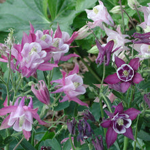 Columbine Aquilegia vulgaris Biedermeier flower seeds for planting in shaded garden beds or borders - for planting in home garden