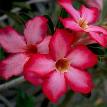 Adenium Desert Rose Mixed Colors Dwarf Seeds for a colorful addition to any planting