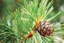 Large Green Pine Seeds for long-term planting in the yard