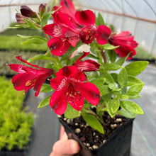 M Lange De Graines D Alstroemeria Lys P Ruvien Alstroemeria Inca Bandit Seeds Planta  Ornamental Garden Plant Garden Plant Seeds