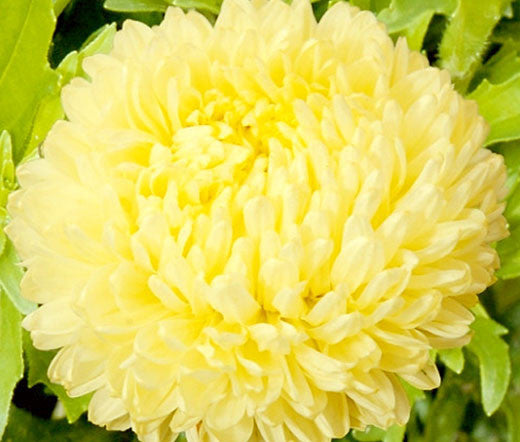 Yellow Chinese Aster Flower seeds for bright yellow blooms