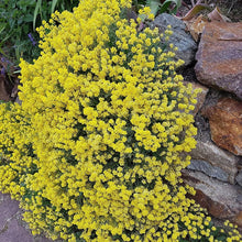 Alyssum Schnell Gold Ground Cover Seeds for gardeners building out beds and borders