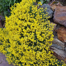 Alyssum Mountain Gold Seeds for seasonal color across the Rock Garden