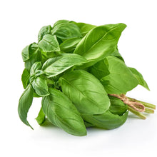 Basil Organic Plants for a fragrant addition to the herb patch