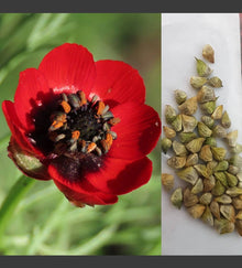 Red Adonis Aestiva Seeds prized for striking Red Flowers