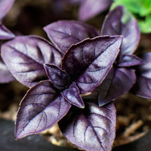 Purple Opal Basil Plants for a fragrant addition to the herb patch