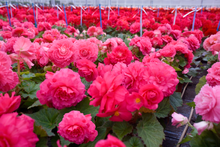 Herrlich Begonia Trinken Deep Rose Seeds known for shaded Spots
