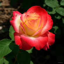 Germination Seeds, Th Osiria Hybrid Rose Seeds, Rare Exotic Rose Seeds, Blood Red and White  Ornamental Garden Plant Garden Plant Seeds