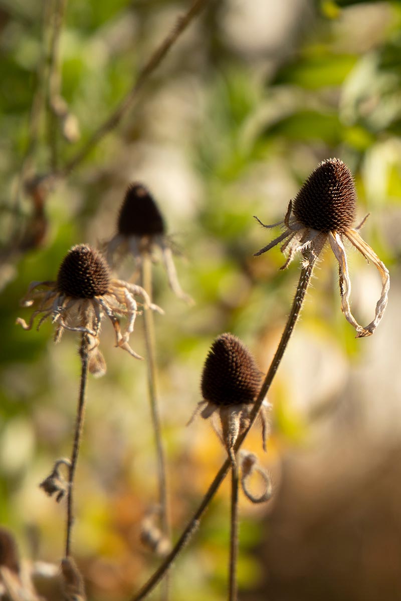 Susan Rudbeckia Hirta Black Eyed Flower Seeds for Planting – Bright Blooms for Backyard Gardens and Border Edging
