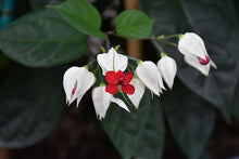 Herzrebeblumensamen for planting in flower bed