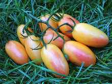 Tomato Seeds (Solanum lycopersicum) for a reliable harvest in the kitchen garden or balcony containers