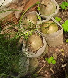 Climbing Onion Allium cepa for planting in vegetable patch