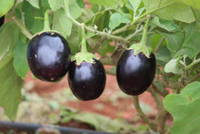 Black Beauty Eggplant Fresh Garden  Ornamental Garden Plant Garden Plant Seeds