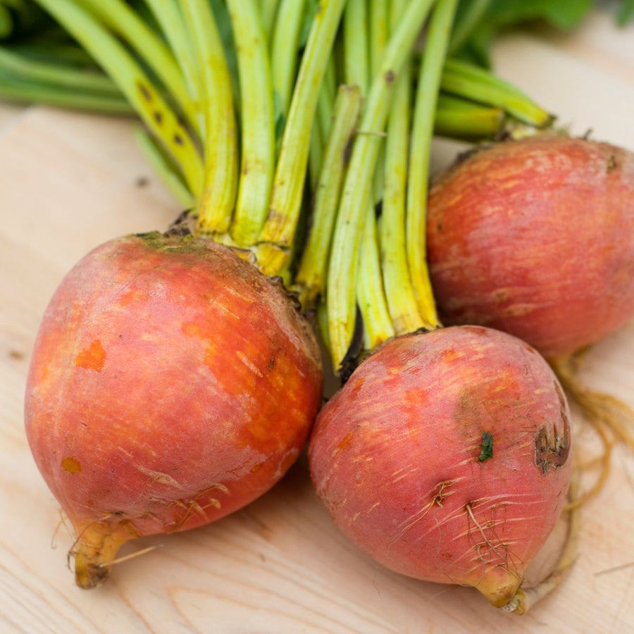 Beet Harvest for planting in home garden.