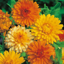Calendula Seeds (Calendula officinalis) for a bright addition to the Medicinal Herb Flower Border