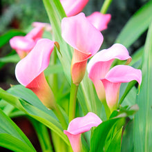 Pink Calla Lily Zantedeschia Aethiopica Seeds for growers seeking a long-blooming display