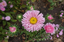 Plum Red China Aster Callistephus Chinensis Flower - for planting in home garden