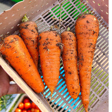 Carrot Daucus Carota and Radish Raphanus Sativus Orange Mix Seeds for a reliable harvest in the Kitchen Garden Use