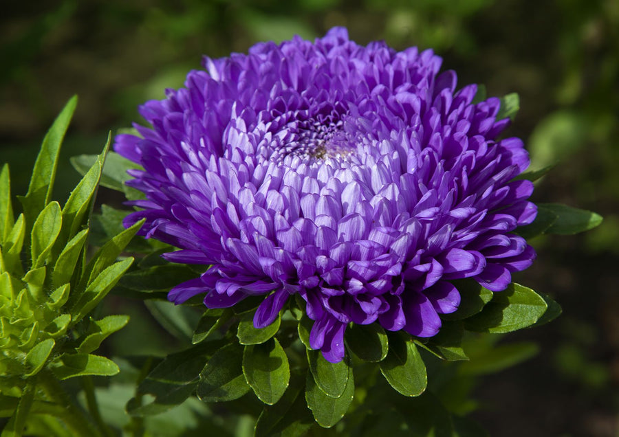 Dianthus Chinensis Violet Seeds for gardeners building out beds and borders