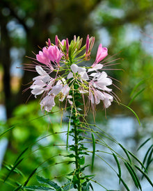 Spiny Spiderflower Seeds for a colorful addition to any planting