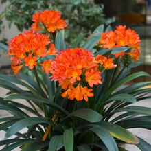 Cheap Clivia Clivia Potted Clivia Bonsa Balcony Flower  Ornamental Garden Plant Garden Plant Seeds