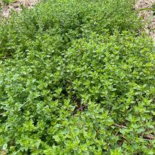 Creeping Thyme Plants for cooks growing their own fresh herbs