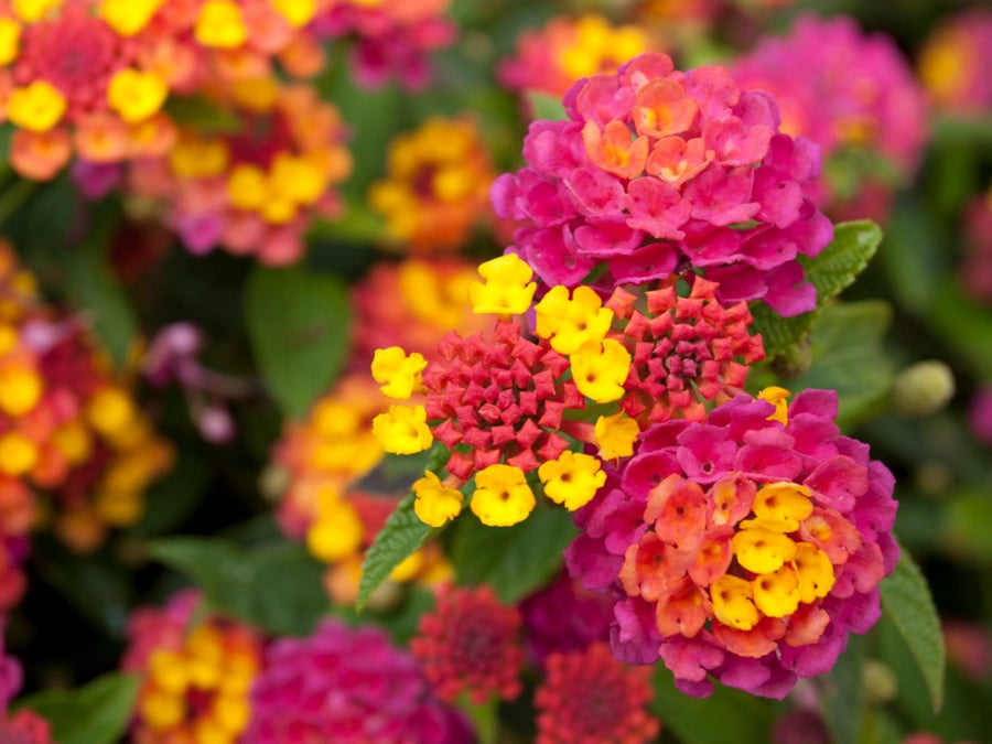 Sunset Lantana Flower Seeds et  Ornamental Garden Plant Premium Quality Seeds