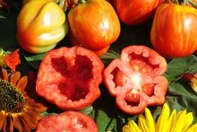 Heirloom Strip Cavern Tomato Organic Seeds known for stuffing Sweet Flavor