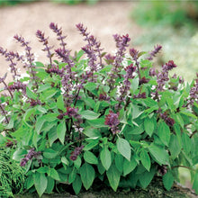 Basil Plants for cooks growing their own fresh herbs