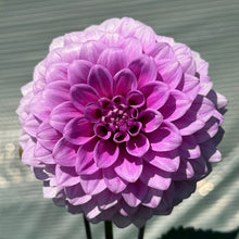 Dahlia Seeds (Dahlia pinnata) for colorful blooms in the home garden or ornamental beds
