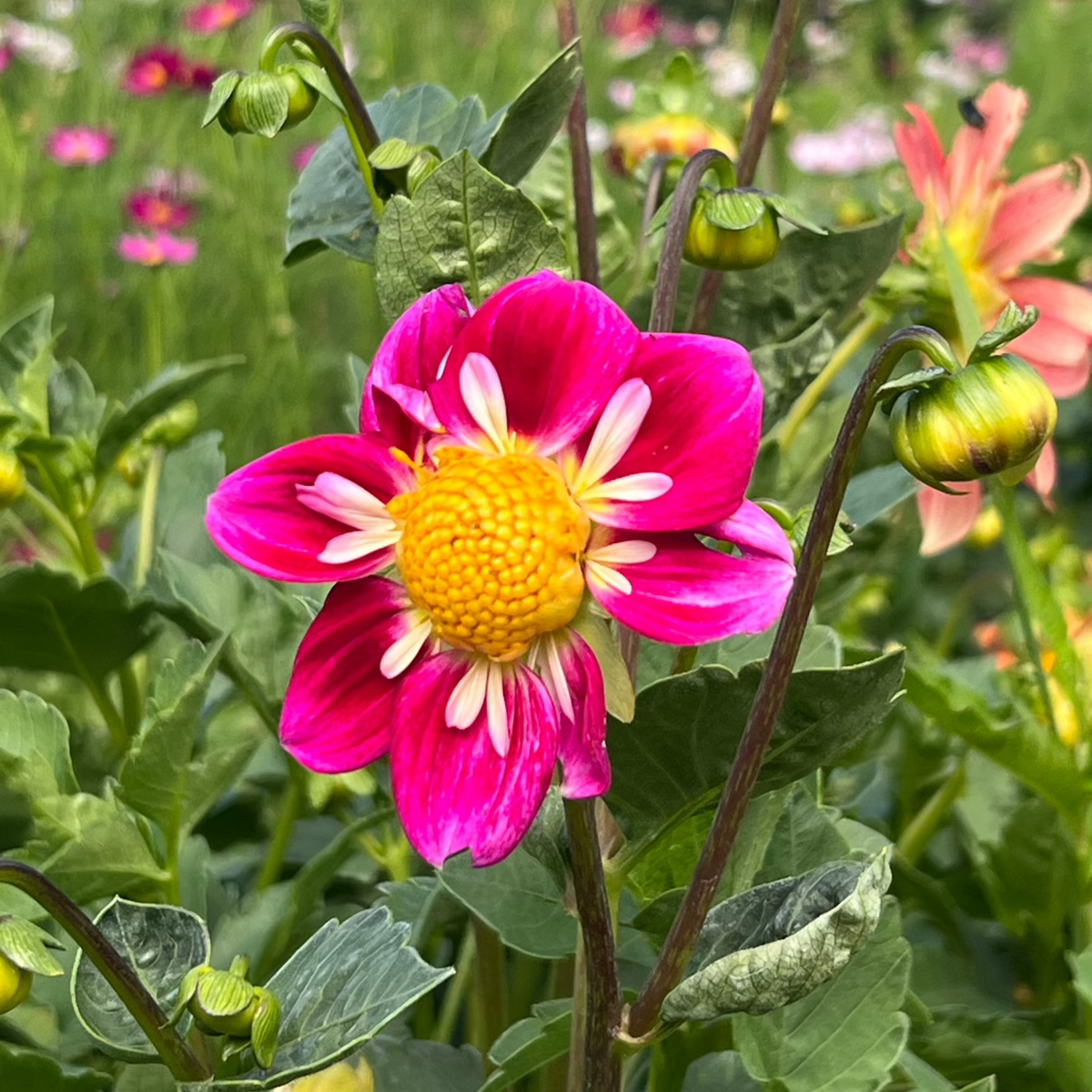 Heirloom Harlequin Flower Seeds â€“ Vibrant Striped Blooms for Unique Garden Charm