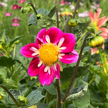 Heirloom Harlequin Flower Seeds â€“ Vibrant Striped Blooms for Unique Garden Charm