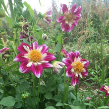 Heirloom Harlequin Seeds for a lasting display in the Unique Garden Charm