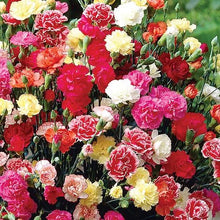 Garofani Dianthus Caryophyllus Balcony Seeds for a colorful addition to any planting