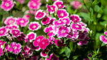 Dianthus Bartn Mix Seeds for a colorful addition to any planting