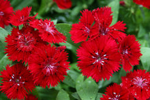 Dianthus Groundcover Seeds (Dianthus spp.) for growers filling out the Garden
