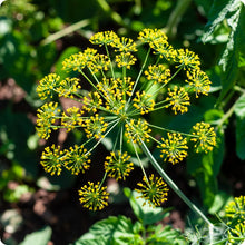 Green Yellow Dill Boquet Plants for cooks growing their own fresh herbs